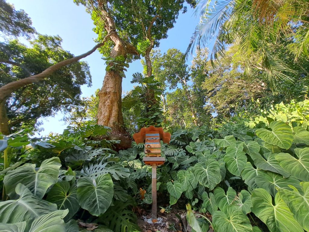 meliponario jardin botanico rio de janeiro apimedicina 