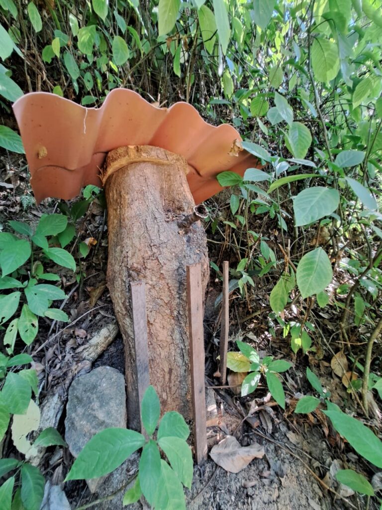 abejas meliponas en tronco 