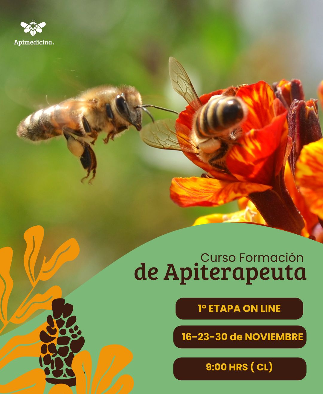 curso apiterapia con apimedicina 