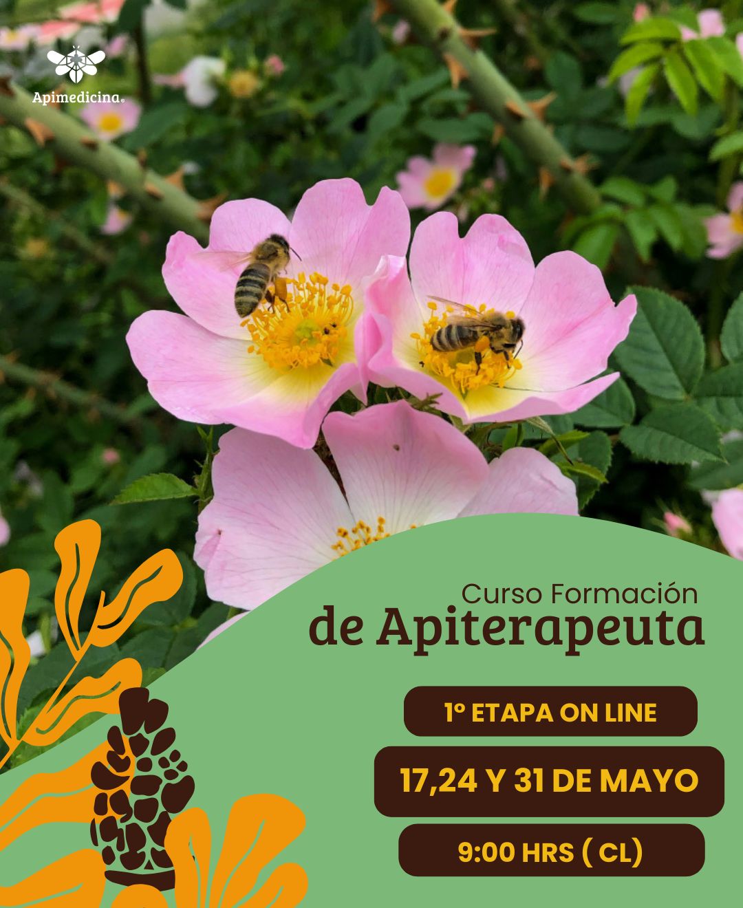 6 curso apiterapeuta