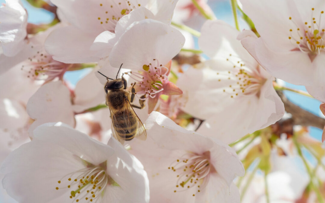 Día Mundial de las Abejas