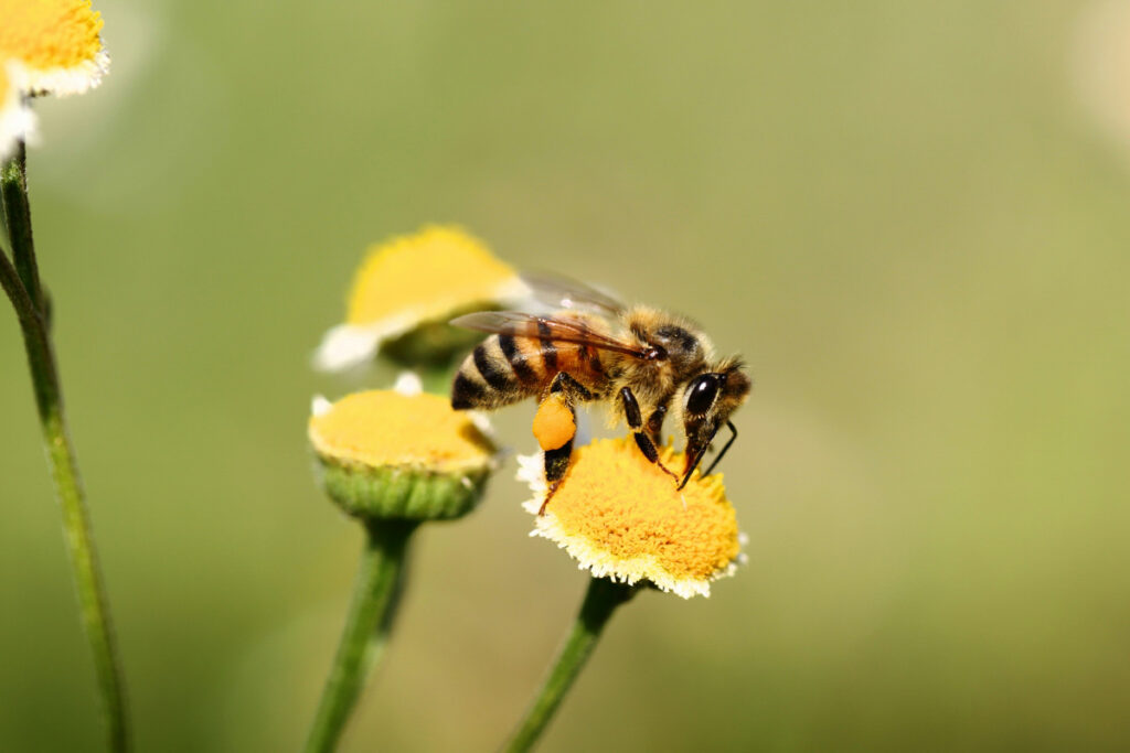 abeja