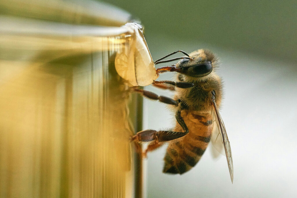 abeja